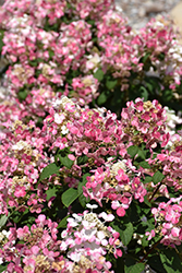 Little Quick Fire Hydrangea (Hydrangea paniculata 'SMHPLQF') at The Mustard Seed