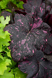 Midnight Rose Coral Bells (Heuchera 'Midnight Rose') at The Mustard Seed