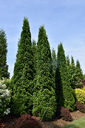 North Pole Arborvitae (Thuja occidentalis 'Art Boe') at The Mustard Seed