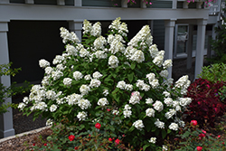 Fire Light Hydrangea (Hydrangea paniculata 'SMHPFL') at The Mustard Seed