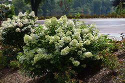 Little Lime Hydrangea (Hydrangea paniculata 'Jane') at The Mustard Seed