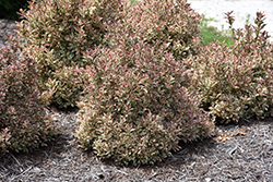 My Monet Weigela (Weigela florida 'Verweig') at The Mustard Seed