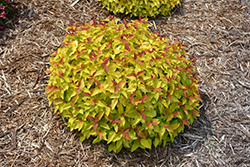 Double Play Candy Corn Spirea (Spiraea japonica 'NCSX1') at The Mustard Seed