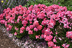 Garden Girls Glamour Girl Garden Phlox (Phlox paniculata 'Glamour Girl') at The Mustard Seed