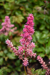 Rise And Shine Astilbe (Astilbe 'Rise And Shine') at The Mustard Seed