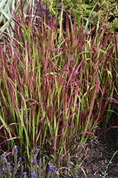 Red Baron Japanese Blood Grass (Imperata cylindrica 'Red Baron') at The Mustard Seed