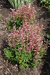 Mango Tango Hyssop (Agastache 'Mango Tango') at The Mustard Seed