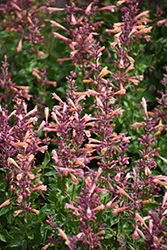 Mango Tango Hyssop (Agastache 'Mango Tango') at The Mustard Seed