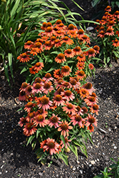 Sombrero Adobe Orange Coneflower (Echinacea 'Balsomador') at The Mustard Seed