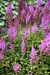 Purple Candles Astilbe (Astilbe chinensis 'Purple Candles') at The Mustard Seed