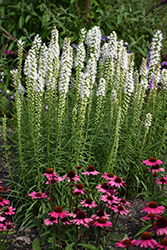 Floristan White Blazing Star (Liatris spicata 'Floristan White') at The Mustard Seed