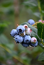 Chippewa Blueberry (Vaccinium 'Chippewa') at The Mustard Seed