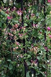 Peaches And Cream Honeysuckle (Lonicera periclymenum 'Peaches And Cream') at The Mustard Seed