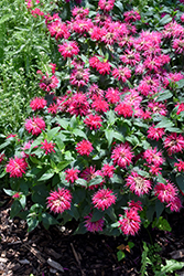 Balmy Rose Beebalm (Monarda didyma 'Balbalmose') at The Mustard Seed