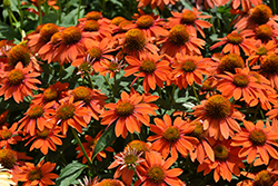 Sombrero Adobe Orange Coneflower (Echinacea 'Balsomador') at The Mustard Seed