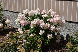 Little Quick Fire Hydrangea (Hydrangea paniculata 'SMHPLQF') at The Mustard Seed