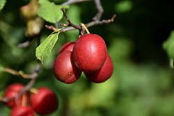 Toka Plum (Prunus 'Toka') at The Mustard Seed