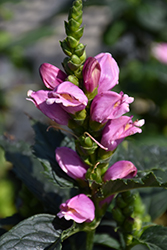 Tiny Tortuga Turtlehead (Chelone lyonii 'Tiny Tortuga') at The Mustard Seed