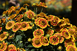 Mariachi Fuego Sneezeweed (Helenium autumnale 'Fuego') at The Mustard Seed