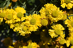 Double Trouble Sneezeweed (Helenium 'Double Trouble') at The Mustard Seed