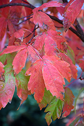 Three Flowered Maple (Acer triflorum) at The Mustard Seed