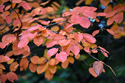 Autumn Brilliance Serviceberry (Amelanchier x grandiflora 'Autumn Brilliance') at The Mustard Seed