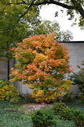 Three Flowered Maple (Acer triflorum) at The Mustard Seed