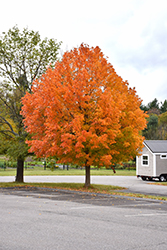 Sugar Maple (Acer saccharum) at The Mustard Seed