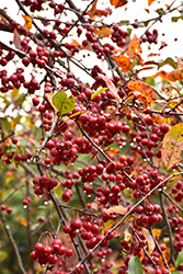Prairifire Flowering Crab (Malus 'Prairifire') at The Mustard Seed