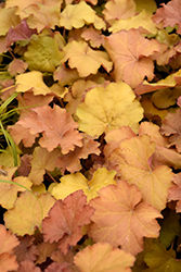 Caramel Coral Bells (Heuchera 'Caramel') at The Mustard Seed