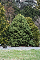 Dwarf Alberta Spruce (Picea glauca 'Conica') at The Mustard Seed