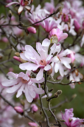 Leonard Messel Magnolia (Magnolia x loebneri 'Leonard Messel') at The Mustard Seed