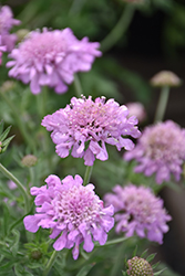 Pink Mist Pincushion Flower (Scabiosa 'Pink Mist') at The Mustard Seed