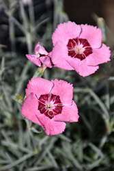 Scent From Heaven Angel Of Peace Pinks (Dianthus 'Angel Of Peace') at The Mustard Seed