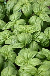 Sweet Basil (Ocimum basilicum) at The Mustard Seed