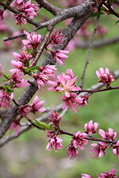 Contender Peach (Prunus persica 'Contender') at The Mustard Seed