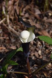 Japanese Jack-In-The-Pulpit (Arisaema sikokianum) at The Mustard Seed