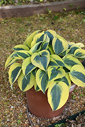 Shadowland Autumn Frost Hosta (Hosta 'Autumn Frost') at The Mustard Seed