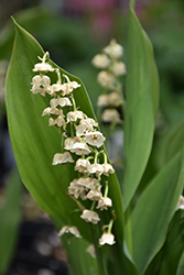 Lily-Of-The-Valley (Convallaria majalis) at The Mustard Seed