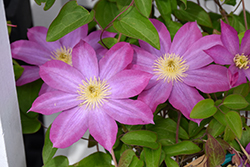 Pink Champagne Clematis (Clematis 'Pink Champagne') at The Mustard Seed