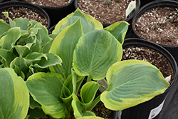Shadowland Seducer Hosta (Hosta 'Seducer') at The Mustard Seed