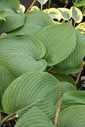 Shadowland Empress Wu Hosta (Hosta 'Empress Wu') at The Mustard Seed