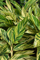 Variegated Shell Ginger (Alpinia zerumbet 'Variegata') at The Mustard Seed