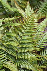 Autumn Fern (Dryopteris erythrosora) at The Mustard Seed