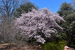 Sargent Cherry (Prunus sargentii) at The Mustard Seed