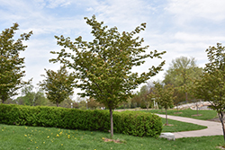 Spring Wonder Sargent Cherry (Prunus sargentii 'Hokkaido Normandale') at The Mustard Seed