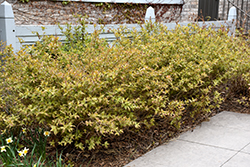 Bush Honeysuckle (Diervilla lonicera) at The Mustard Seed
