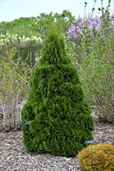 Holmstrup Arborvitae (Thuja occidentalis 'Holmstrup') at The Mustard Seed