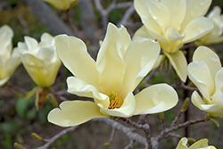 Elizabeth Magnolia (Magnolia 'Elizabeth') at The Mustard Seed