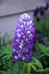 Mini Gallery Blue Bicolor Lupine (Lupinus 'Mini Gallery Blue Bicolor') at The Mustard Seed